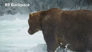Back From A Walkabout | Best of Bear Cam
