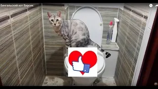 cat is using toilet. Bengal cat.