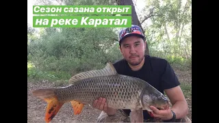 Выезд на сазана, река Каратал, Алматинская область, Казахстан, рыбалка на Каратале, ловим сазана