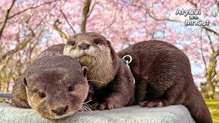 A Maiden Otter Enjoying Cherry Blossom and a Ninja Otter in Training [Otter Life Day 913]