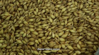 Базовый солод для пива и виски своими руками