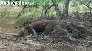 This Komodo dragon chases a deer in the river.