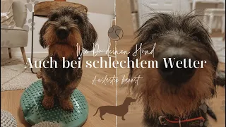 Wie du deinen Hund auch bei schlechtem Wetter auslasten kannst - Training mit Dackel Frieda