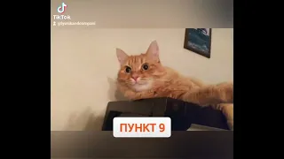 Обов"язки домашніх котів! #котик #українськийютуб #гумор #тваринки #котики #гуморукраїнською