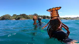 NSW SOUTH COAST LOBSTERS - WHERE TO FIND LOBSTERS