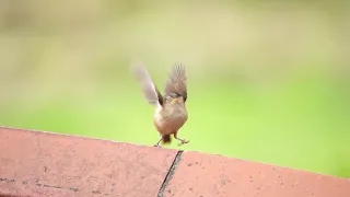 House Wren  --  Troglodytes aedon at 240 FTS slow motion (Sony RX10 IV)