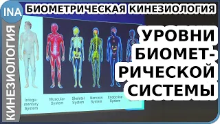 Уровни склеротомной биометрической системы. Биометрическая кинезиология