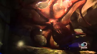 Giant Pacific Octopus Returns!