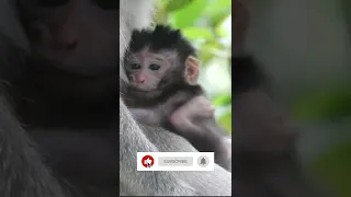 Baby Monkey like mommy breast feed.