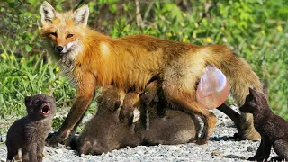 How Red Fox Giving Birth In The Wild To Cute Puppies