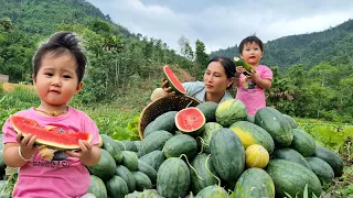 Harvesting watermelons to sell at the market | Cooking with my daughter at the farm
