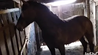 ЛОШАДИ/КОБЫЛА МАША И ЖЕРЕБЧИК РЫЖИК/horses/mare Masha and stallion Redhead