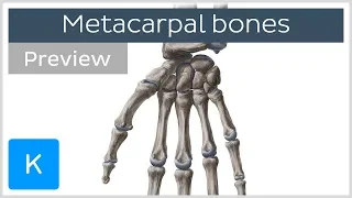 Metacarpal Bones of the Hand (preview) - Human Anatomy | Kenhub