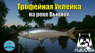 Раздача Трофейной Уклейки на реке Вьюнок - Русская Рыбалка 4