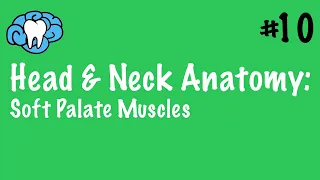 Head & Neck Anatomy | Soft Palate Muscles | INBDE