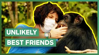 "World's Loneliest Chimp" Finds A Best Friend | Dodo Heroes