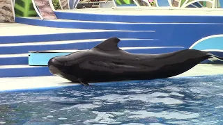 Dolphin Days (Full Show) at SeaWorld San Diego Aug 21, 2021