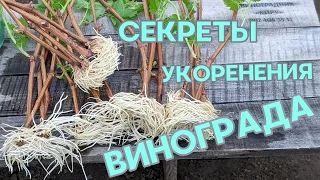 Секреты укоренения винограда