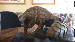 PANGOLIN - Rescuing the world's most illegally trafficked mammal