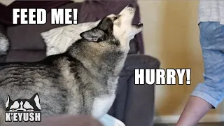 My Husky Chases My Mum Yelling At Her Out Of The Room!