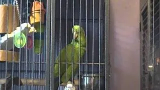 My Parrot Singing Old Macdonald