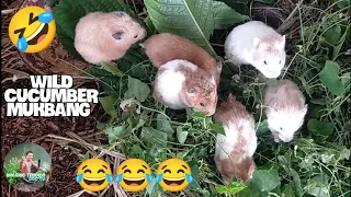 🤣HAMSTERS WILD CUCUMBER MUKBANG🤣