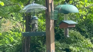 Northern Mockingbirds Eat At Bird Feeders? (This One Doesn't Share!)