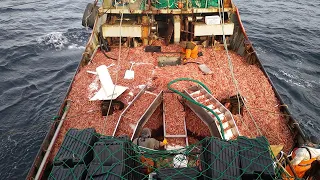 Everyone should watch this Fishermen's video - Commercial Shrimp Trawling With Modern Big Boat