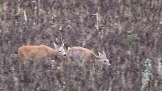 Sarna - koza i kozioł (european roe deer - female and male)