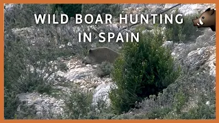 WILD BOAR HUNTING IN SPAIN💥🐗🐗🐗【 AMAZING!! 】