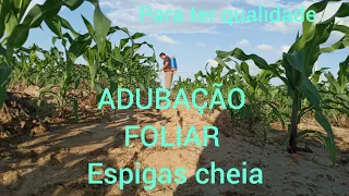 a melhor ,ADUBAÇÃO  FOLIAR  NO  MILHO