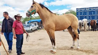 FEIRA DE CAVALOS EM CARUARU-PE   24-10-2023  #nordeste