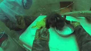 Black Bear cub feeding:  Short Version