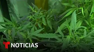 Casa Blanca pide suavizar la visión sobre la marihuana | Noticias Telemundo