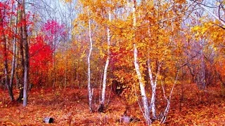 Золотая осень в живописи