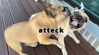 What Do French Bulldogs Do When They Fight?