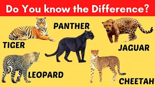 Tiger vs Leopard-Leopard Jaguar-Tiger vs Jaguar- Jaguar-Cheetah-Tiger vs Panther-Difference Video#3