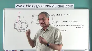 Respiratory System - Part 2: Mechanics of Breathing