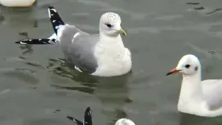 © 4К. Птицы Украины. Сизая чайка (Larus canus) 1 // See Percival Mew Gull