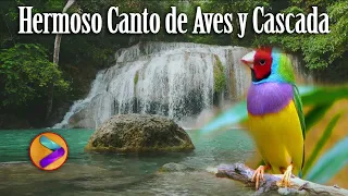 Hermoso Canto de Pájaros-Celestial Sonido de Agua-Muy Relajante-Antidepresivo, Dormir Tranquilo.🐦🦜💦