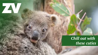 Relax with Australia's CUTEST Koalas... in 4k!