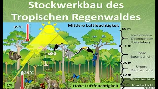 Stockwerkbau des tropischen Regenwaldes [Erdkunde]