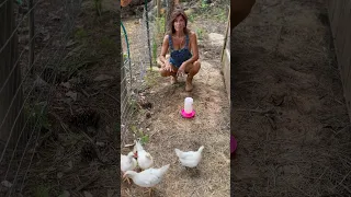 Meet my four new teenage chickens. Their first day out in the yard. #themaryburke #chickens