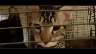 Lynx Hybrid - Rare Kittens - EXOTIC CATS