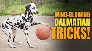 You won't Believe The Amazing Things A Dalmation Dog Can Do!