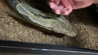 Getting out my 15ft Reticulated Python without a hook.