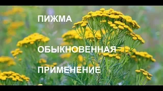 Лекарственные растения:10 лучших: пижма обыкновенная. Применение, дозировки.