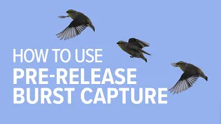 Pre Release Capture with the Nikon Z8 | Bird Photography Made Easy!