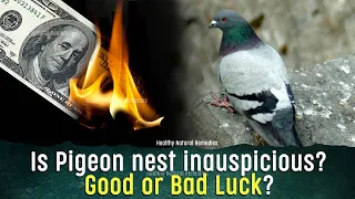 Is Pigeon nest inauspicious? Should you remove pigeon nest? Pigeon nest bring Bad Luck? Vastu Shastr