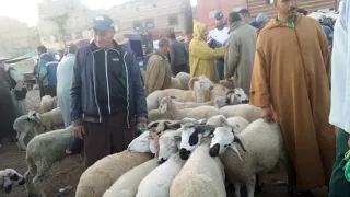 مباشر⛔من سوق الخميس اولاد عياد⁦🇲🇦⁩اجيو تشوفو ثمن💰 الحولي🐏 والحولية🐑